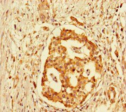 GPR183 antibody