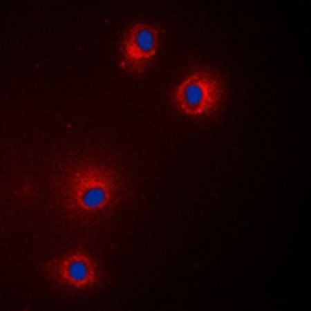 GPR18 antibody