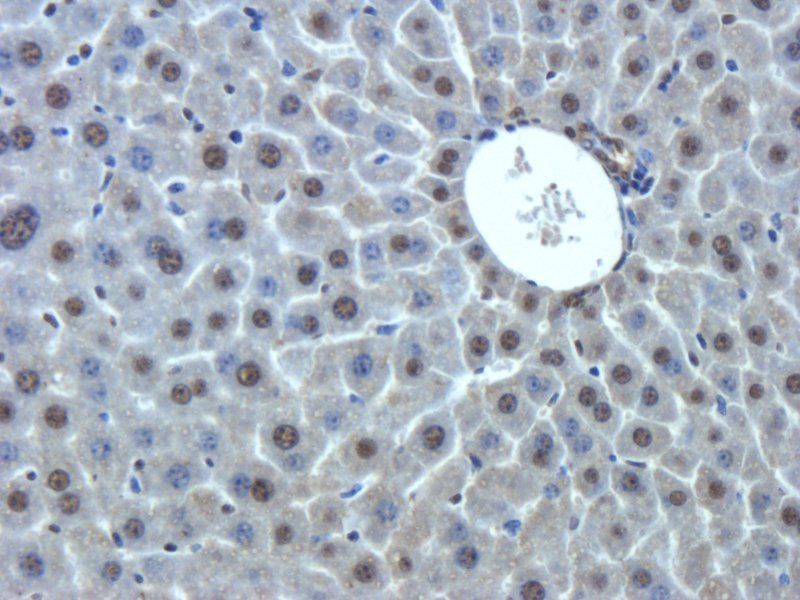 GPR1 antibody