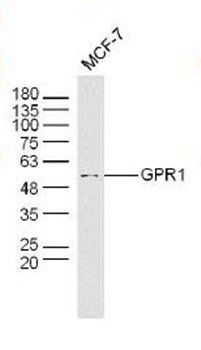 GPR1 antibody