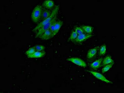 GPR22 antibody