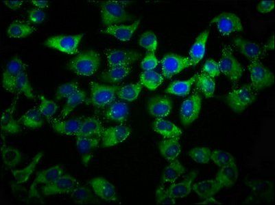 GPR27 Antibody