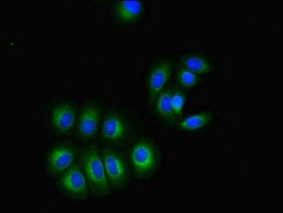 GPR3 Antibody