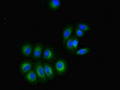 GPR3 antibody