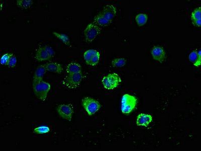 GPR3 antibody