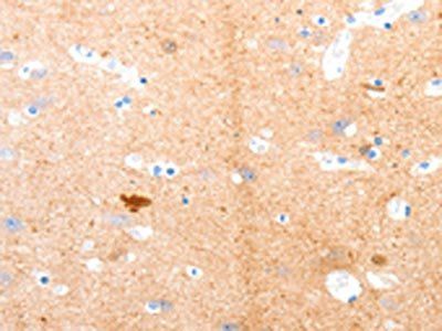 GPR3 Antibody