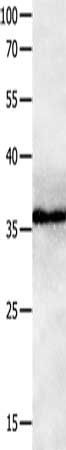 GPR3 antibody