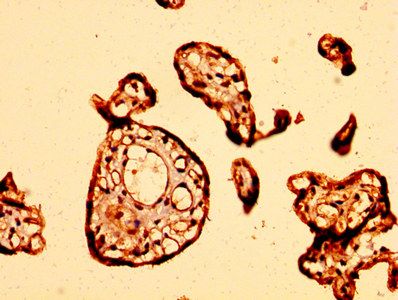 GPR32 Antibody