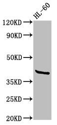 GPR32 antibody