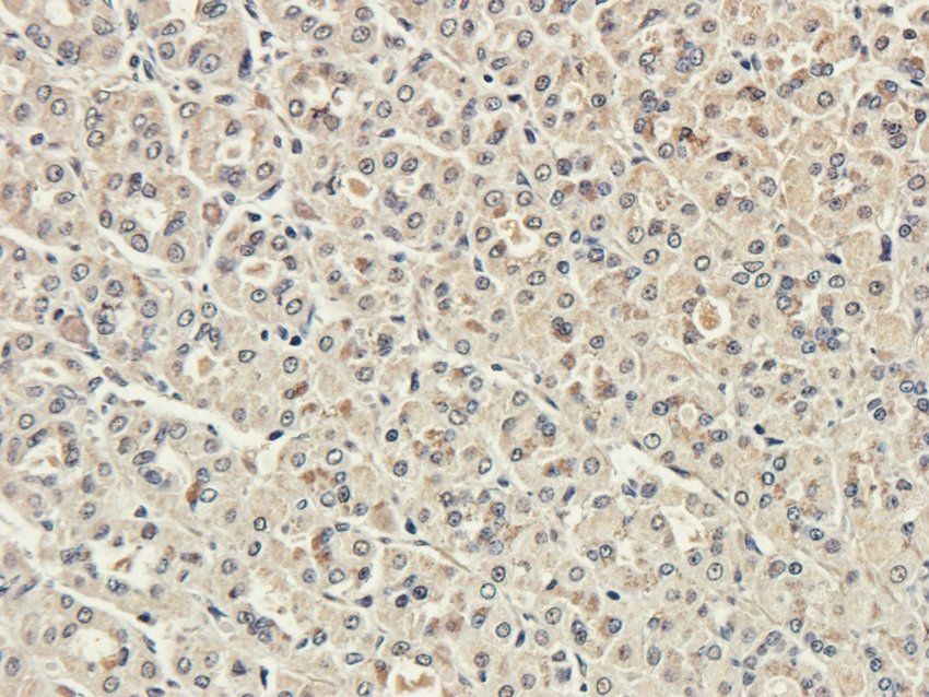 GPR35 antibody