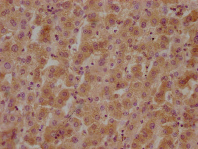 GPR37 antibody