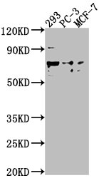 GPR37 antibody