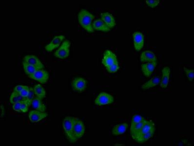 GPR39 antibody