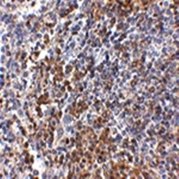 GPR3 Antibody