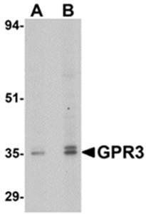 GPR3 Antibody