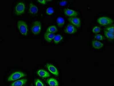 GPR4 antibody