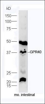 GPR40 antibody