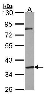 free fatty acid receptor 4 Antibody