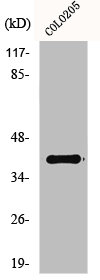 GPR52 antibody