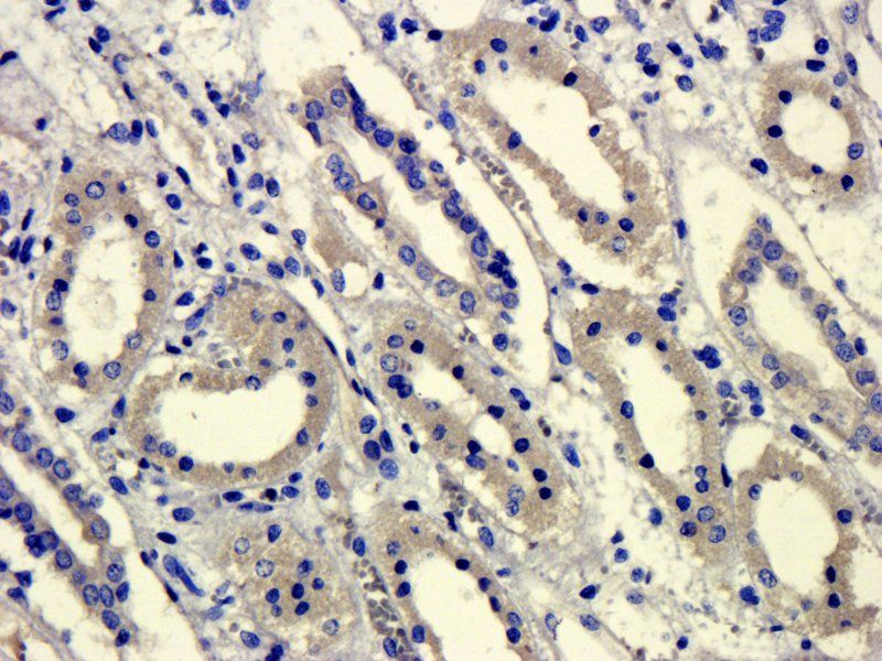 GPR55 antibody