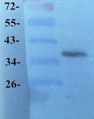 GPR55 antibody