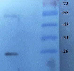 GPR55 antibody