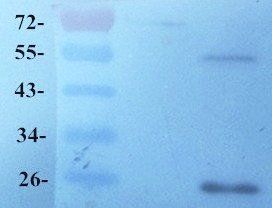 GPR55 antibody