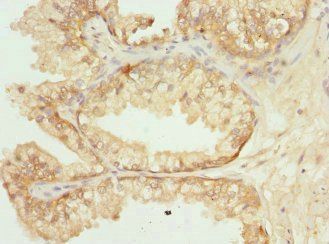 GPR68 Antibody