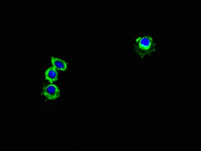 GPR82 Antibody