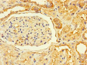 GPR82 Antibody