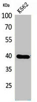 GPR87 Antibody
