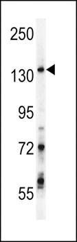 GPRASP1 antibody