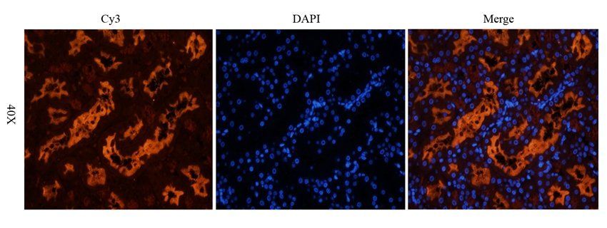 GPRC6A antibody