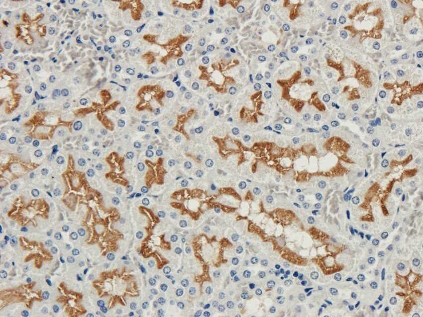 GPRC6A antibody