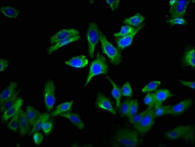 GPRC6A Antibody