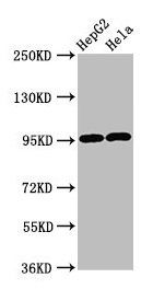 GPRC6A antibody