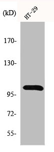 GPRIN1 Antibody