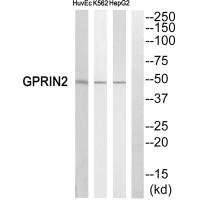 GPRIN2 antibody