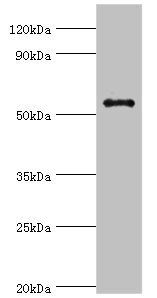 GPS1 Antibody