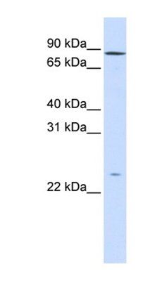 GPSM2 antibody