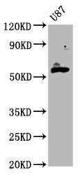 GPT2 Antibody
