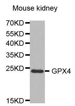 GPX4 antibody