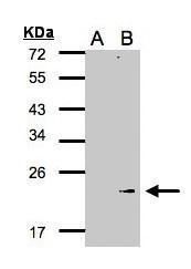 GPX7 antibody