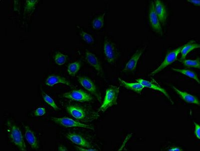 GPX8 Antibody