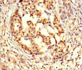 GPX8 Antibody