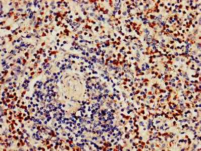 GZMB Antibody