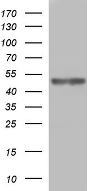 GZMB Antibody