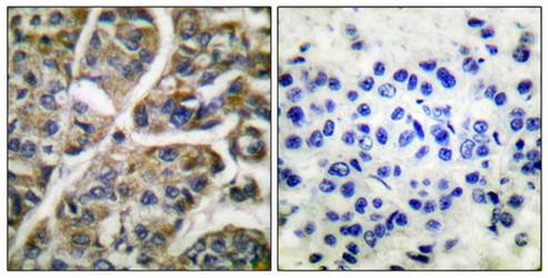 Granzyme B Antibody