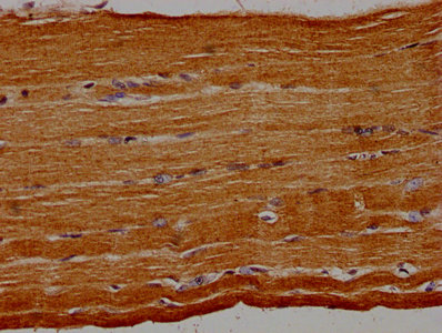 GRAP Antibody