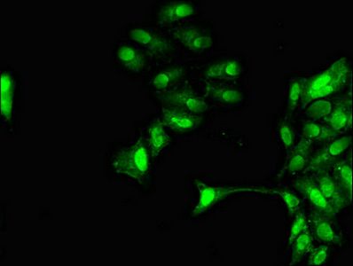 GRAP2 antibody